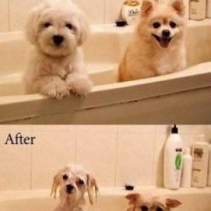 Antes e Depois do Banho de Cães