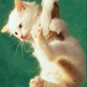 Gatinho Brincalhão Pendurado em uma Corda