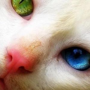 Olhos Únicos de Gato