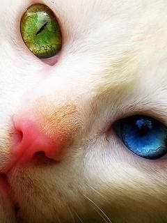 Olhos Únicos de Gato