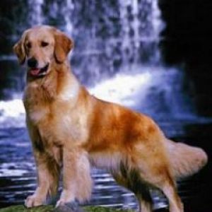 Golden Retriever perto da Cachoeira