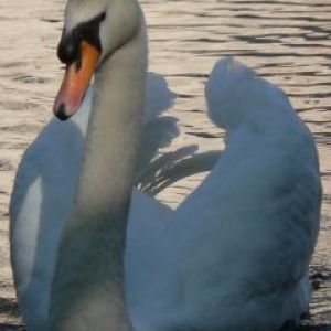 Cisne Elegante na Água