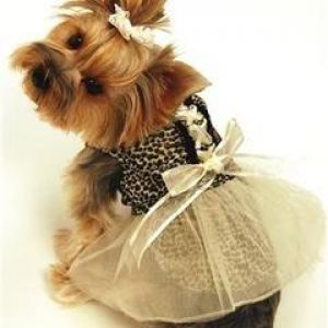 Yorkshire Terrier Fofo em Vestido