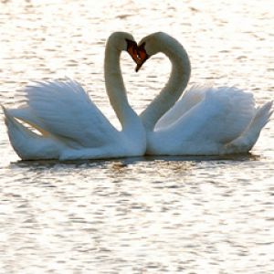 Cisnes em Amor