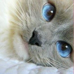 Gato Fofo com Olhos Azuis