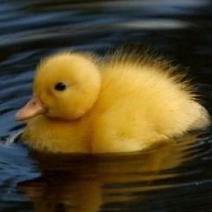 Patinho Amarelo Fofo