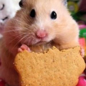 Hamster Fofo com Biscoito