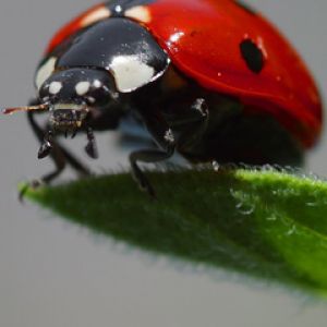 Fotografia de Joaninha em Close-up