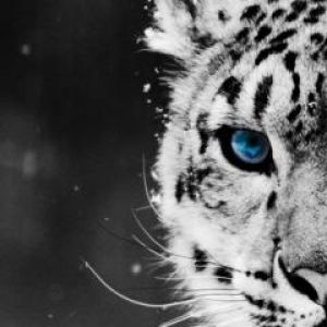 Tigre Branco Majestoso