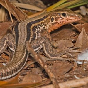 Lagarto Colorido na Natureza