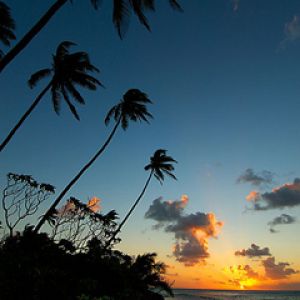Pôr do Sol Tropical com Palmeiras