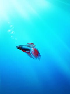 Peixe Betta Colorido Abaixo da Água