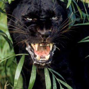 Feroz Pantera Negra