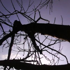 Silhueta de Árvores ao Anoitecer