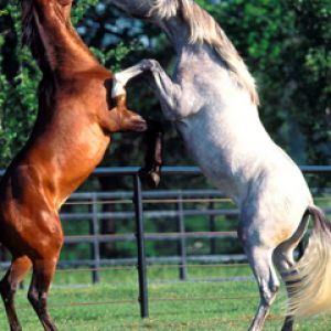 Cavalos lutando