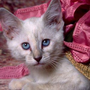 Gatinho Fofo com Olhos Azuis