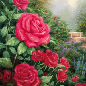 Belas Rosas Vermelhas em Flor