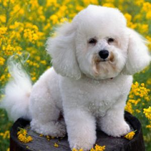 Bichon Frisé Fofo entre Flores