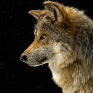 Perfil de Lobo Majestoso