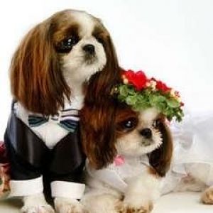 Cães fofos em trajes de casamento
