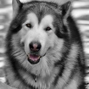 Malamute do Alasca Majestoso