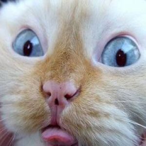 Rosto de Gato Engraçado