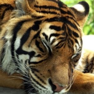 Tigre Majestoso em Close-Up