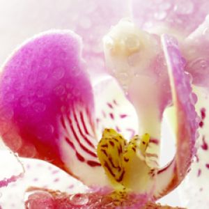 Linda flor de orquídea