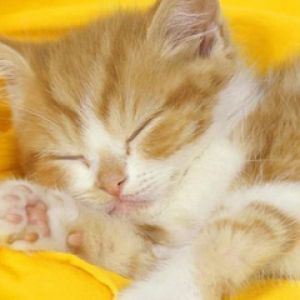 Gatinho Dormindo