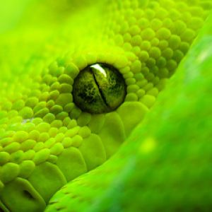 Cobra Verde em Close-Up