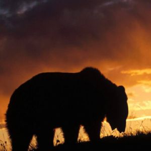 Silhueta de um Urso ao Pôr do Sol
