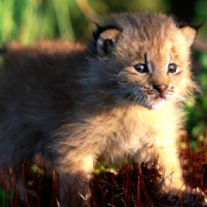 Filhote de Lince Fofo