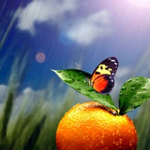 Borboleta na Laranja