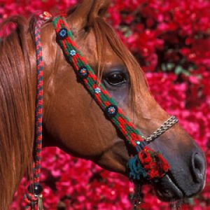 Cavalo bonito com fundo floral