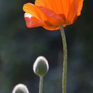 Flor de papoula laranja vibrante