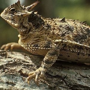 Close-Up de Lagarto Chifrudo