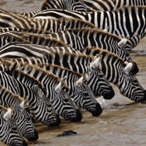 Zebras na Beira da Água