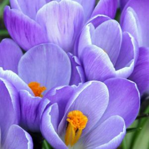 Crocus Roxos Vibrantes