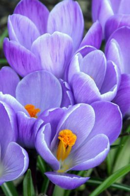 Crocus Roxos Vibrantes