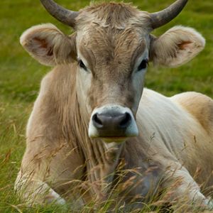 Vaca calma em pastagem verde