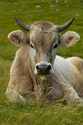 Vaca calma em pastagem verde