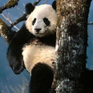 Panda Fofo na Árvore