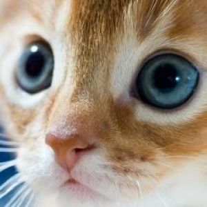 Gatinho Fofo com Olhos Azuis