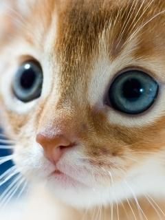 Gatinho Fofo com Olhos Azuis