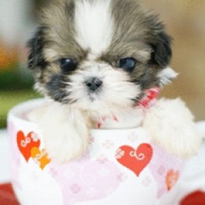 Cachorrinho Fofo em uma Caneca