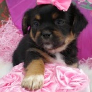 Cachorrinho Fofo com Laço
