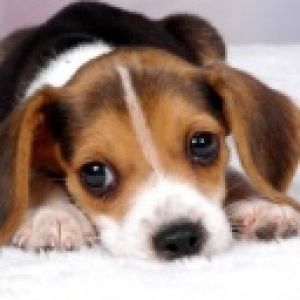 Filhote de Beagle Fofo