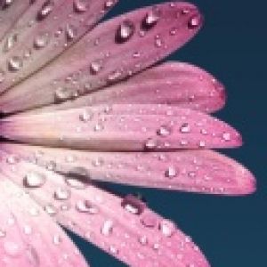 Flor Rosa com Gotas de Água