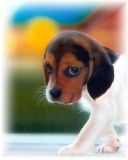 Adorável Filhote de Beagle