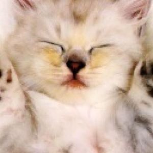 Gatinho Dormindo